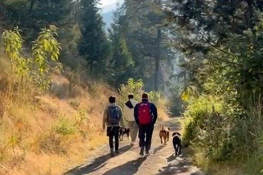 A forest path with hikers and a dog. 2