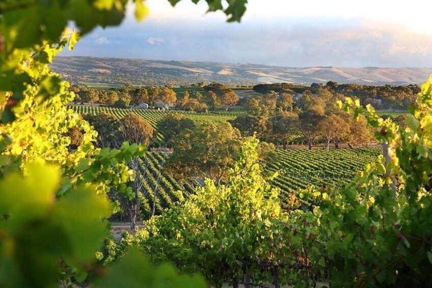 McLaren Vale Wine & Hills Discovery – Adelaide Private Shore Tour 2