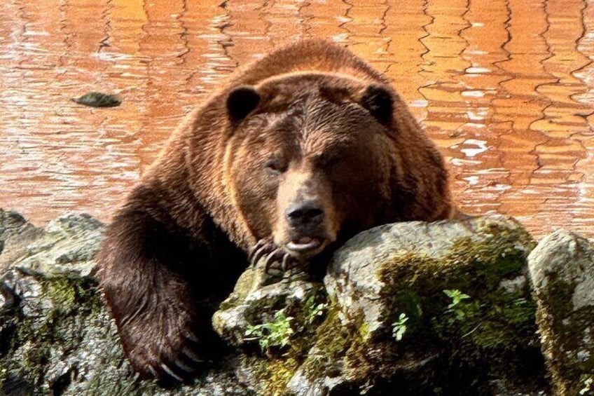 A brown bear resting on rocks near a body of water. 1