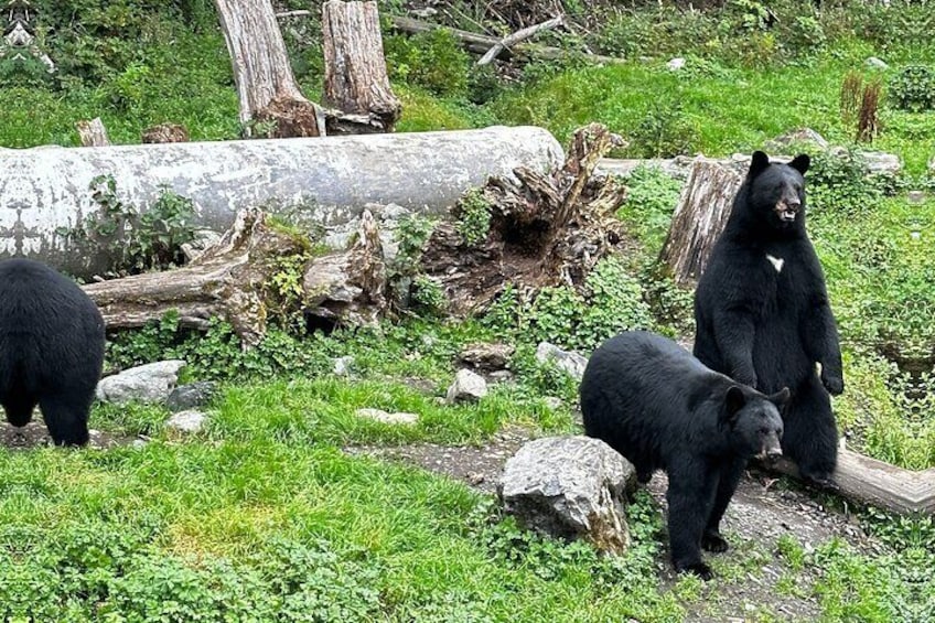 Three black bears in a natural setting with rocks and logs. 5