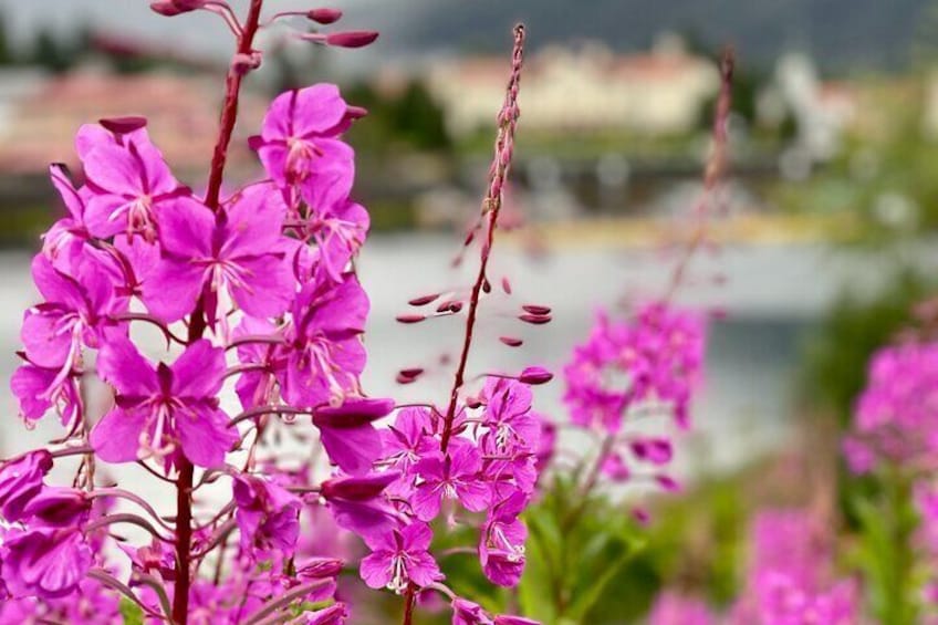 Pink flowers in full bloom with a blurred background of a body of water and greenery. 2