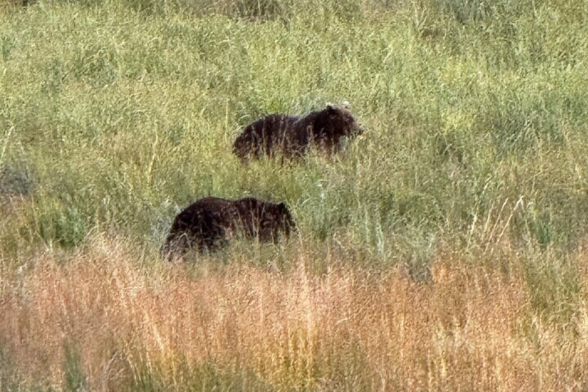 Two bears in a grassy field. 4