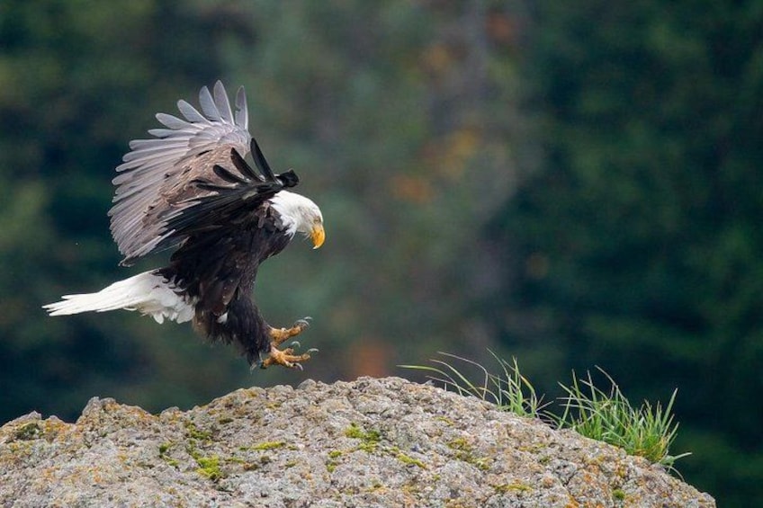 Een Amerikaanse zeearend vliegt boven rotsachtig terrein met weinig begroeiing. 2