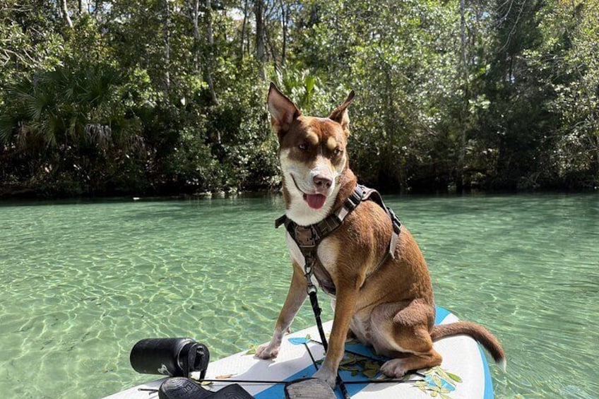Pet Friendly Paddle Day! 4