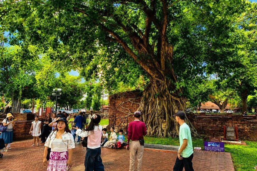 Un parc avec un grand arbre, des gens qui se promènent et un mur de briques. 5