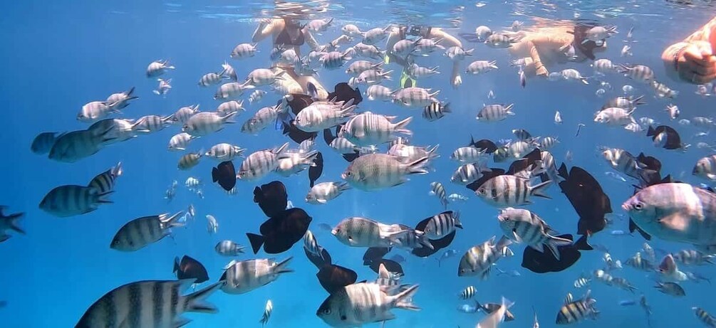 A school of fish swimming in clear blue water. 3
