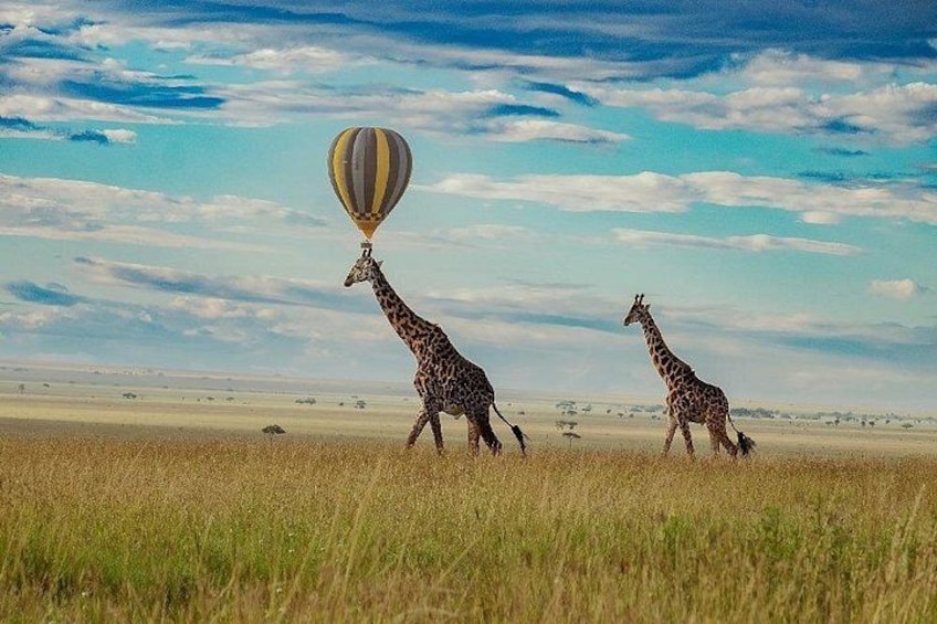 Two giraffes walking in a grassy field with a hot air balloon in the sky. 5