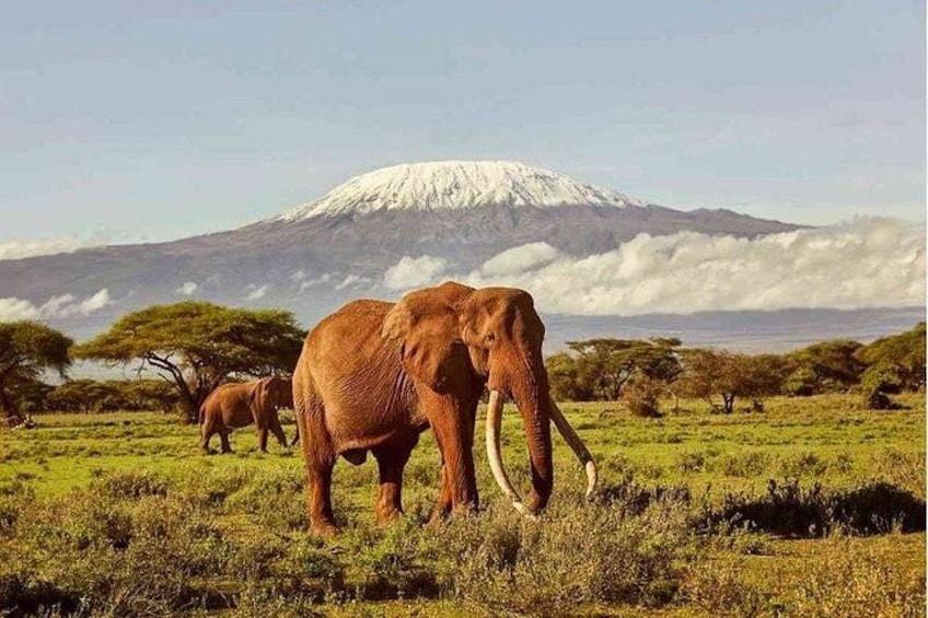 Elephants in a grassy field with a snow-capped mountain in the background. 1