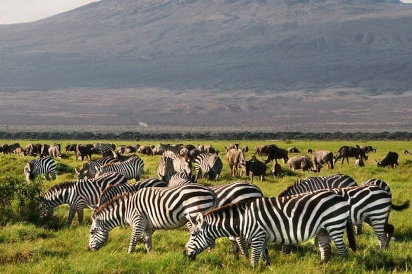 A herd of zebras grazing in a grassy field with a mountain in the background. 3