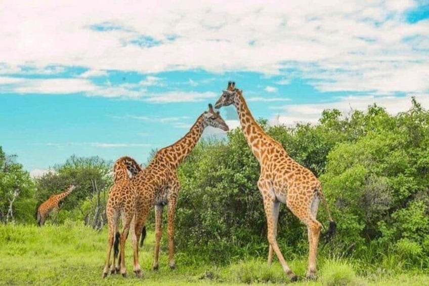 A group of giraffes in a grassy savannah with trees in the background. 2