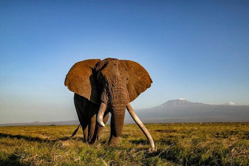 An elephant in a grassy field with a mountain in the background. 4
