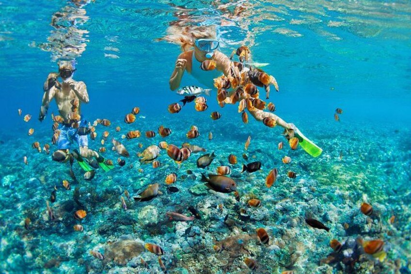 An underwater scene with divers and a variety of fish. 5