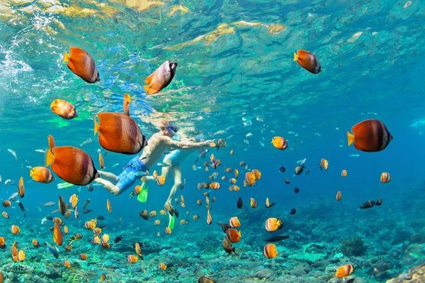 A person swimming underwater surrounded by various fish. 5
