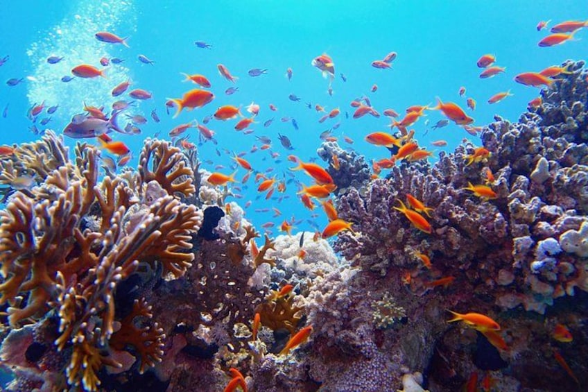 Sharm El Sheikh: Ras Mohammed & White Island Luxury Yacht Trip 2