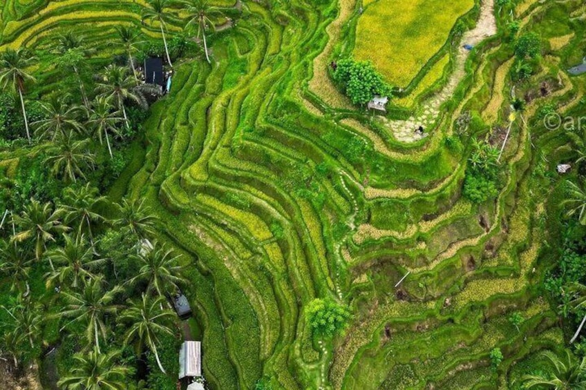 Terraced rice fields with a small house and palm trees. 5
