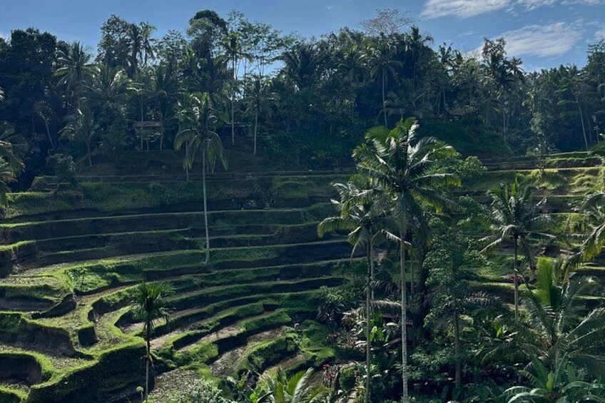 Campi di riso a terrazza, palme e fitta vegetazione tropicale. 2