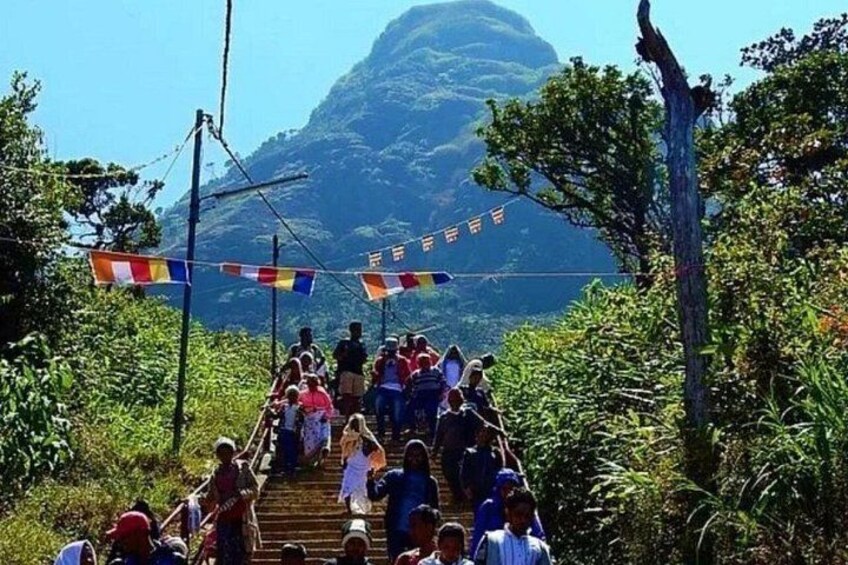 A group of people ascending a wooden staircase surrounded by lush greenery and a mountain in the background. 2