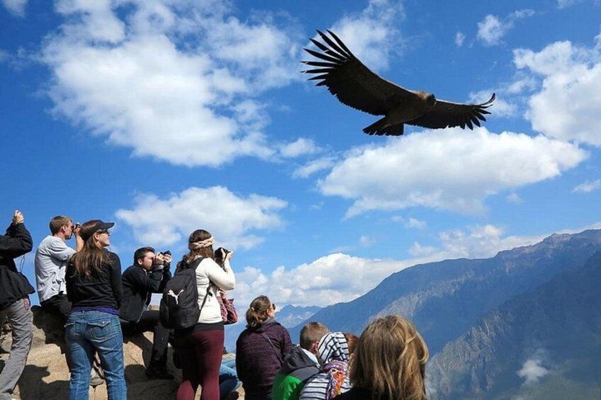 flight of the condor 1