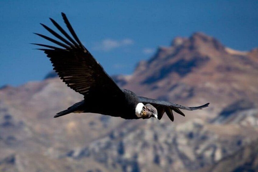 Full day at Colca Canyon from Arequipa 5