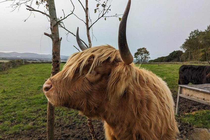 Una vaca de las Tierras Altas, con pelo largo y cuernos, de pie en un campo de hierba con árboles y una valla al fondo. 2
