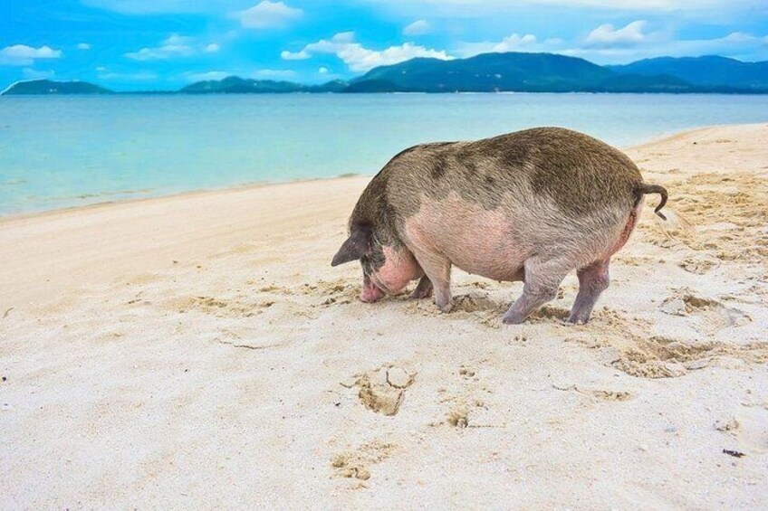 Een varken op een zandstrand met een rustige zee en bergen op de achtergrond. 2
