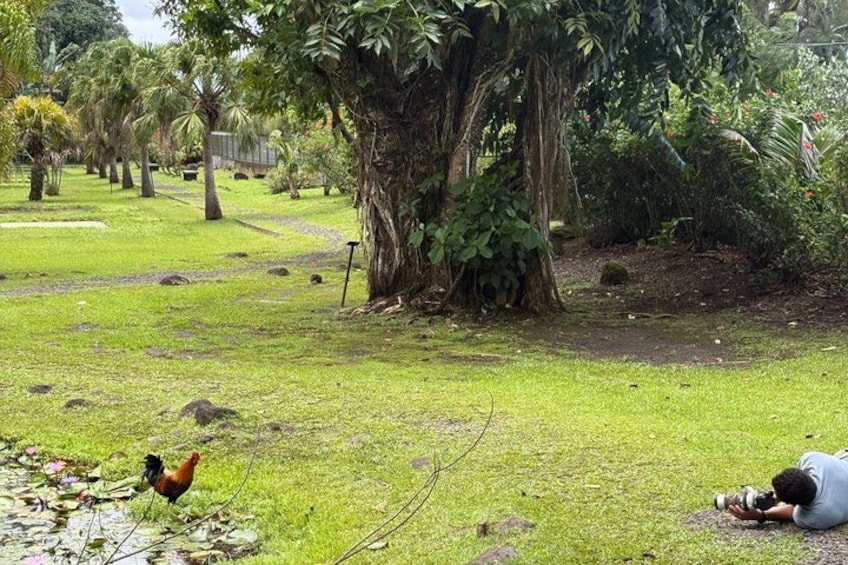 Una persona acostada en el suelo fotografiando un gallo en un área con césped y árboles. 5