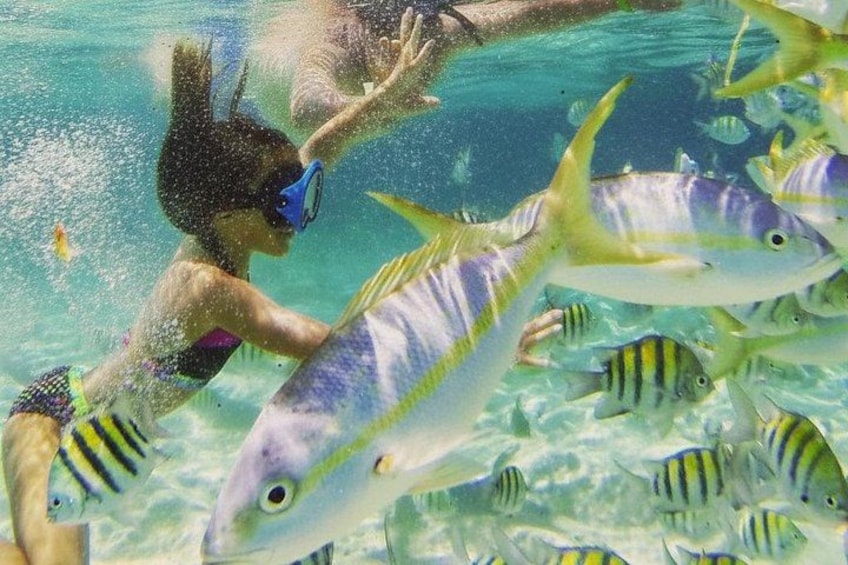A person snorkeling with fish in clear water. 3