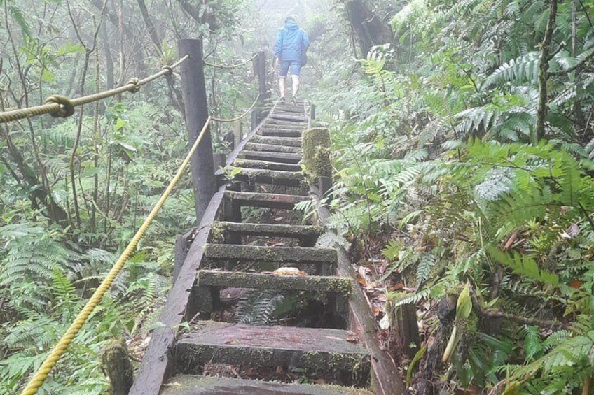 A wooden staircase in a forested area with ferns and trees. 4