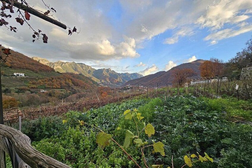 From Salerno: Amalfi Coast Private Tour with Lunch & Wine Pairing 4