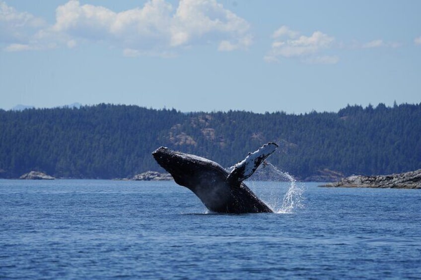 A whale breaching the water with its back and tail visible. 1