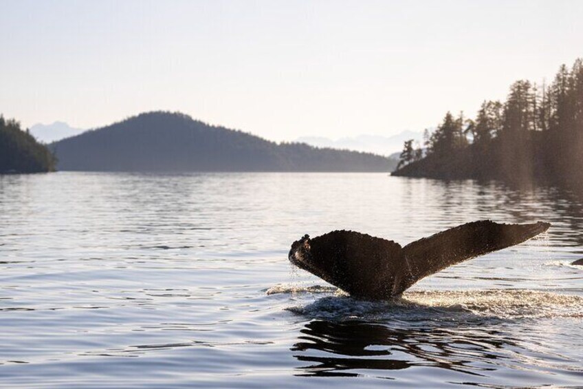 A whale breaching with its tail visible above the water. 5
