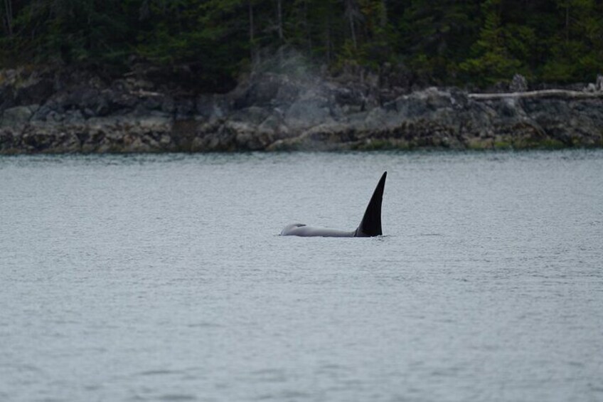 A whale with a visible dorsal fin swimming in calm water. 3