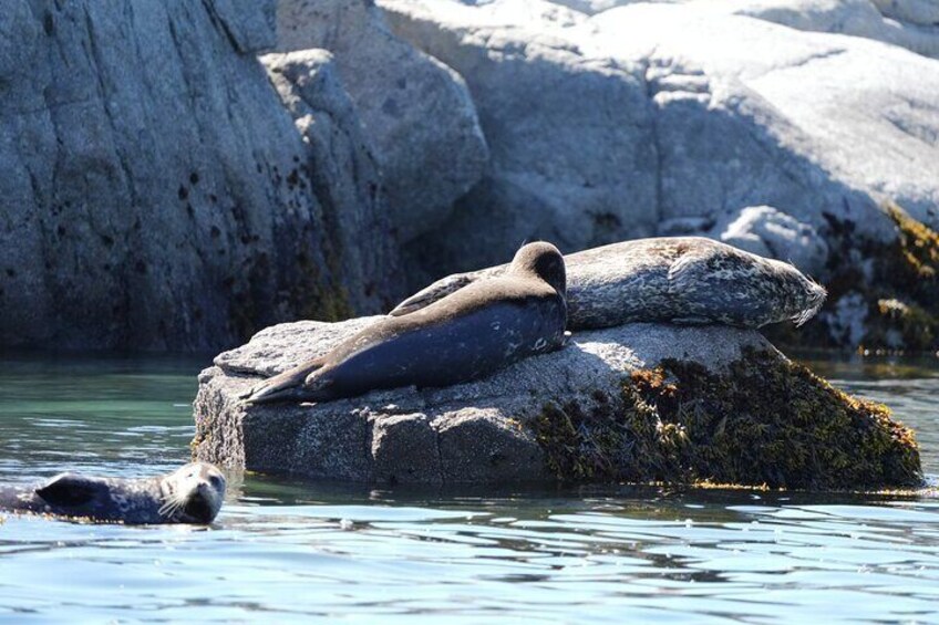 A seal resting on a rock in a body of water with large rocks in the background. 2