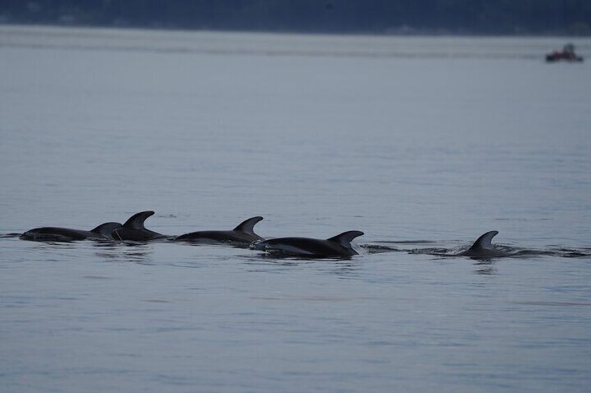 Four dolphins swimming in the ocean. 4