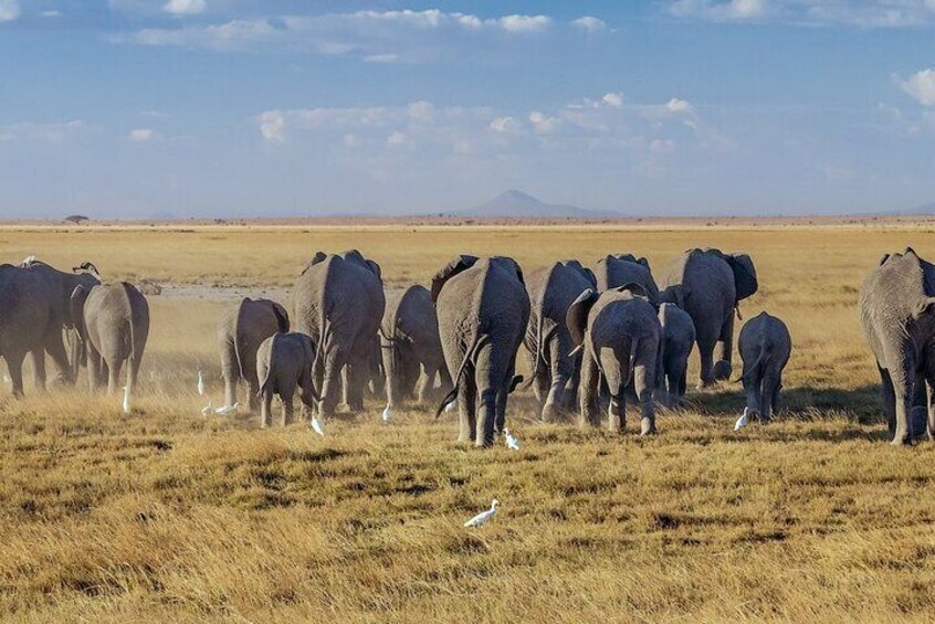 A herd of elephants in a grassy plain with a clear sky. 2