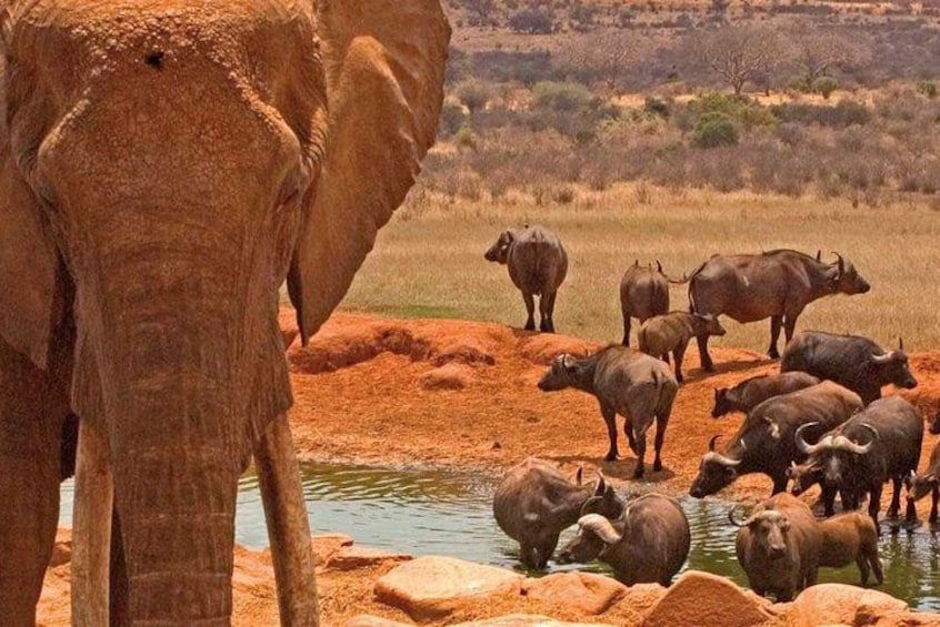 An elephant and a herd of buffalo by a waterhole in a dry landscape. 4