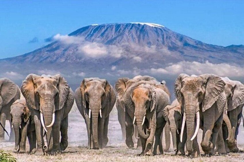A herd of elephants walking towards a snow-capped mountain. 5