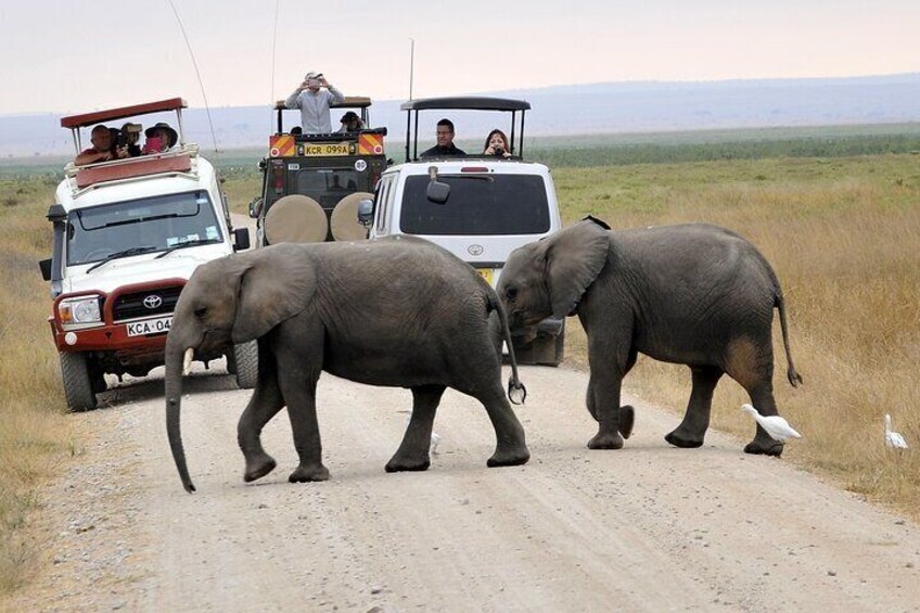 Two elephants walking on a dirt road with vehicles and people in the background. 3