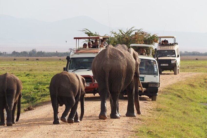 A safari vehicle with tourists observing elephants on a dirt road. 1