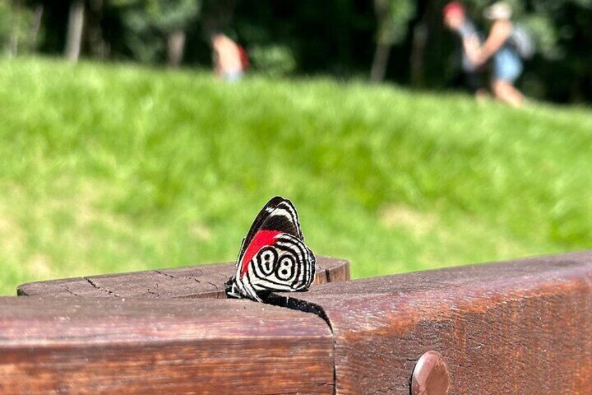 Una mariposa sobre una superficie de madera, con un fondo desenfocado de follaje y gente. 5