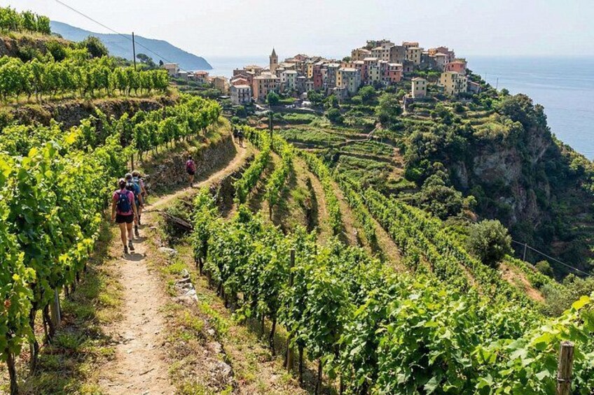 Cinque Terre: Self‑Guided Views, Vineyards and Villages 5