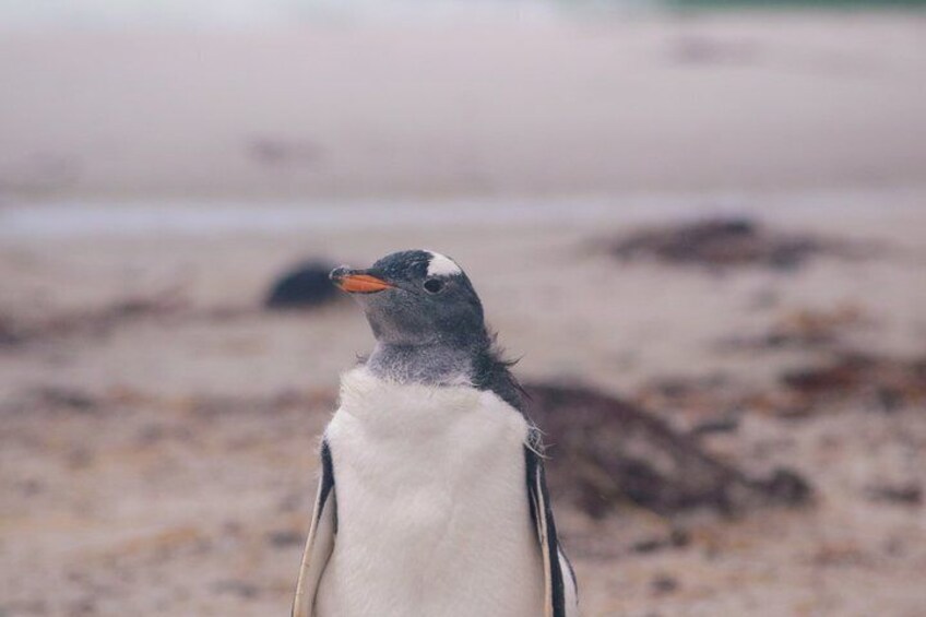 Un pingouin se tient sur une plage de sable, avec un arrière-plan flou. 3
