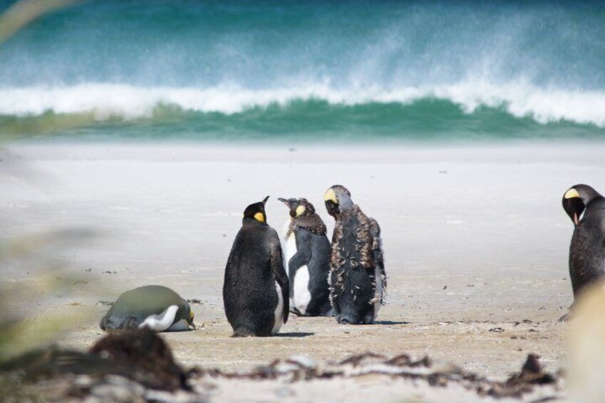 Un groupe de pingouins sur une plage de sable, avec des vagues en arrière-plan. 2