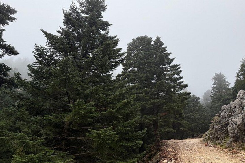 Kefalonia 4×4 Van Adventure Mount Ainos and Omala Valley Tour 4