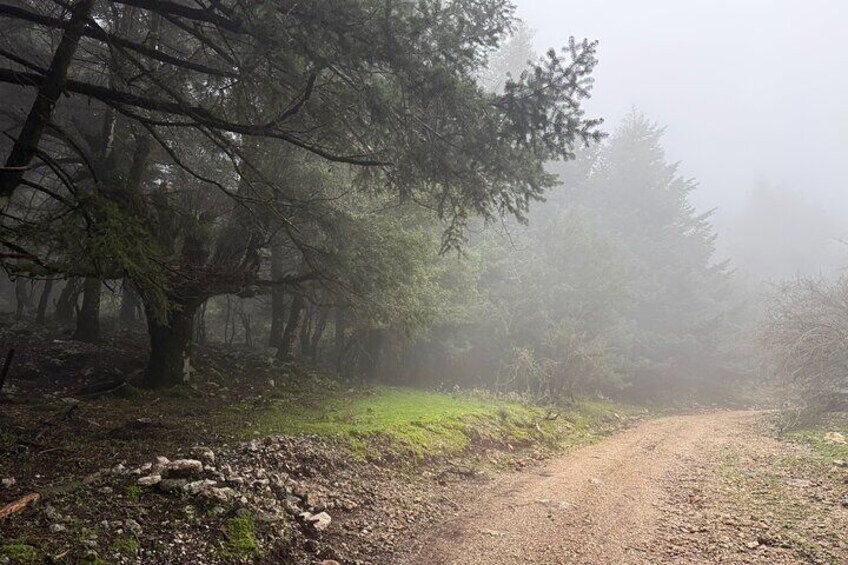 Un sendero en el bosque, con árboles y niebla. 5