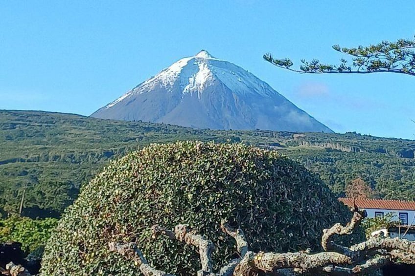 A snow-capped mountain, dense green foliage, and a building with a red roof. 4