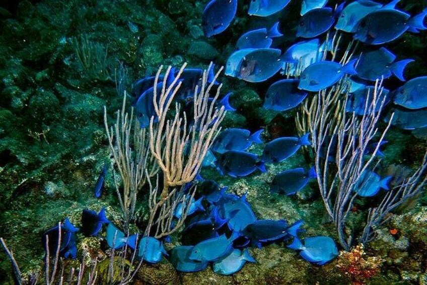 Scuba Diving in Puerto Plata 4