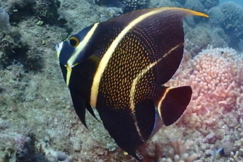 Scuba Diving in Puerto Plata 2