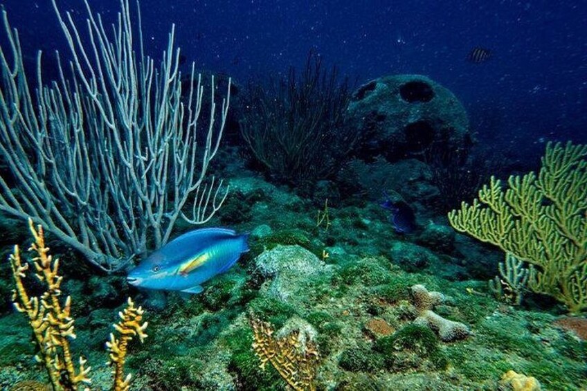 Scuba Diving in Puerto Plata 5