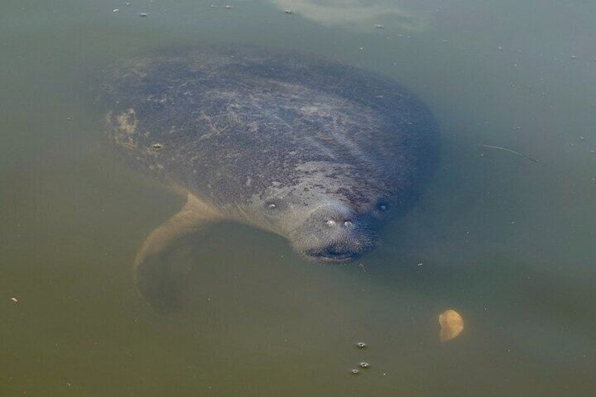 A large aquatic animal partially submerged in murky water. 2